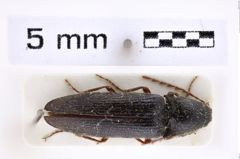 Foto (Dorsalansicht) von Melanotus mniszechi (Platia & Schimmel, 2001) (NHMW-ZOO-COL-0007673)